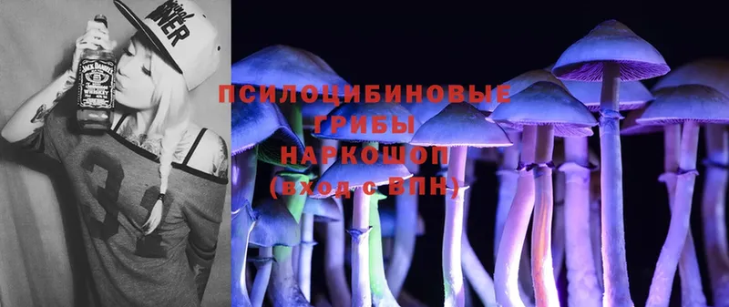 купить наркоту  Александров  Псилоцибиновые грибы Psilocybe 